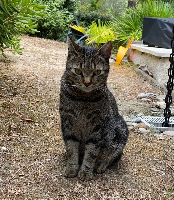 chat reunited   92140 Clamart Snap