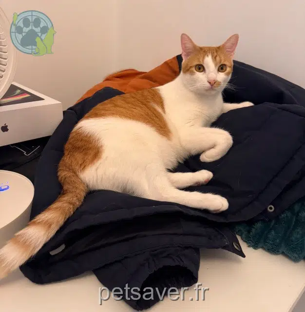 chat reunited 92700 Colombes Suki