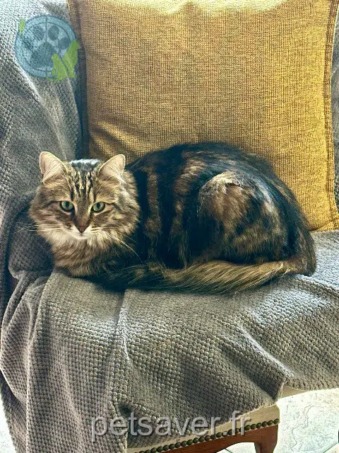 chat reunited 92390 Villeneuve-la-Garenne Tagada