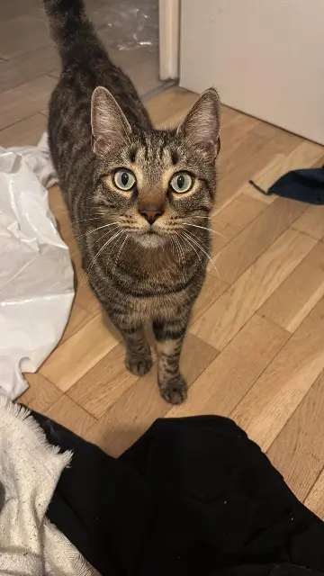 chat reunited   92220 Bagneux Taiwo (surnom Patoune)