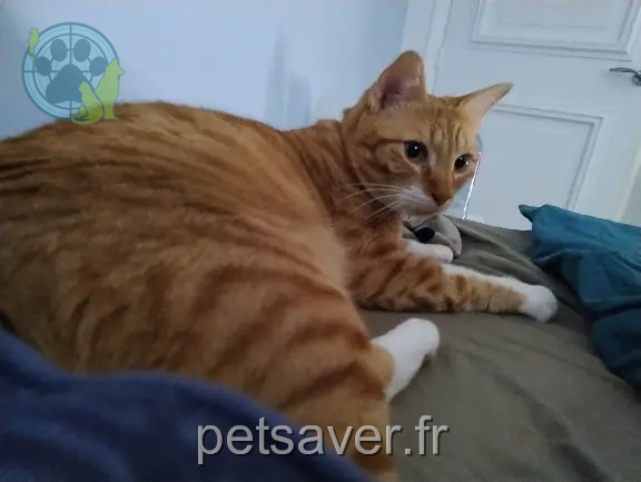 Chat Perdu 92 Hauts-de-Seine - Tetris