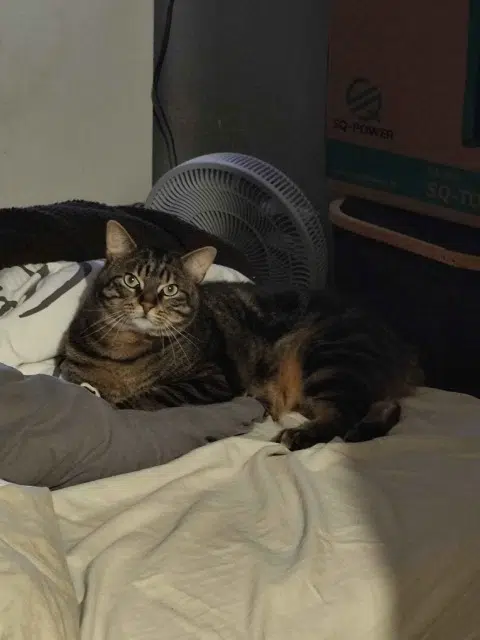 chat reunited   92240 Malakoff Tigroutiti