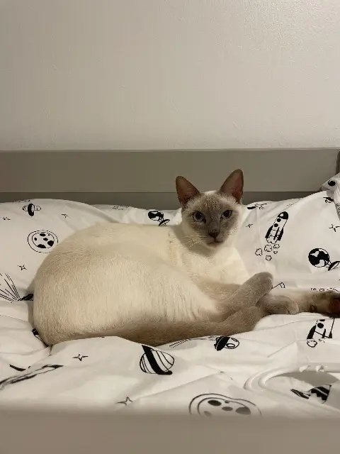 chat reunited   92300 Levallois-Perret Tom Tom