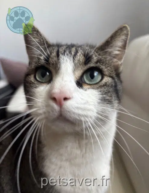 chat reunited 92600 Asnières-sur-Seine Toto