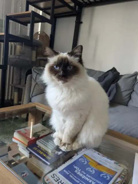 cat reunited   92600 Asnières-sur-Seine Uno