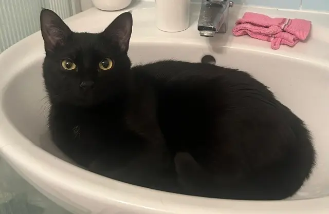 chat reunited   92700 Colombes Uzy