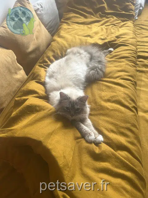 chat reunited   92160 Antony Vitali