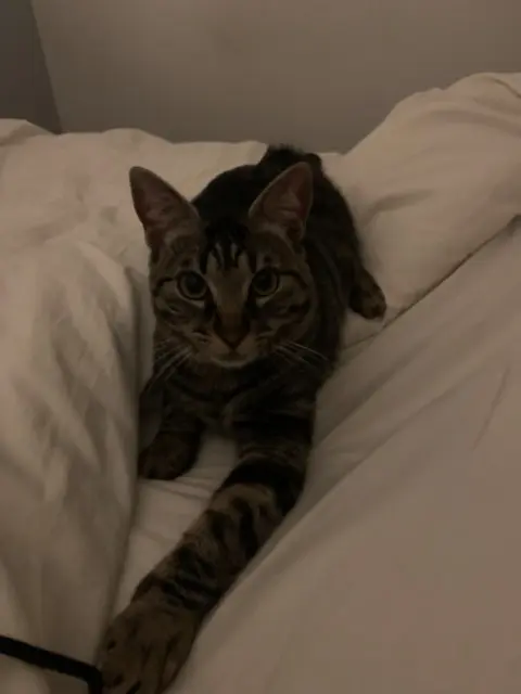 chat reunited   92350 Le Plessis-Robinson Vito