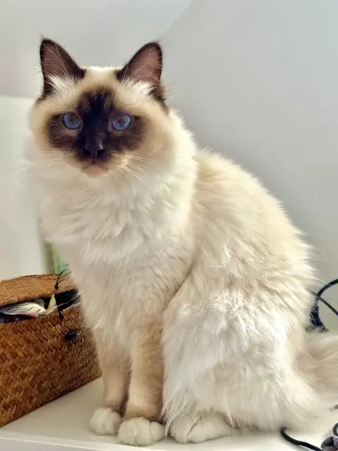 chat reunited   92370 Chaville Watson