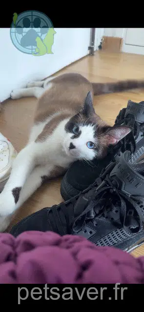 gatto reunited 92600 Asnières-sur-Seine Whiskas