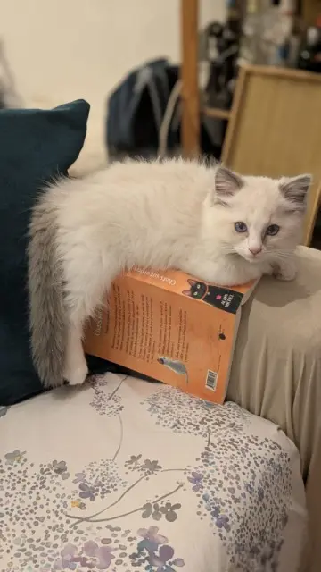 chat reunited   92120 Montrouge Whisky