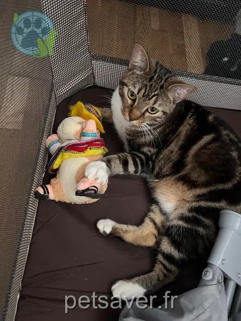 chat reunited   92160 Antony Wukong