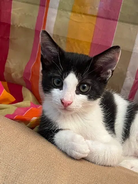 chat reunited   92220 Bagneux Yoko