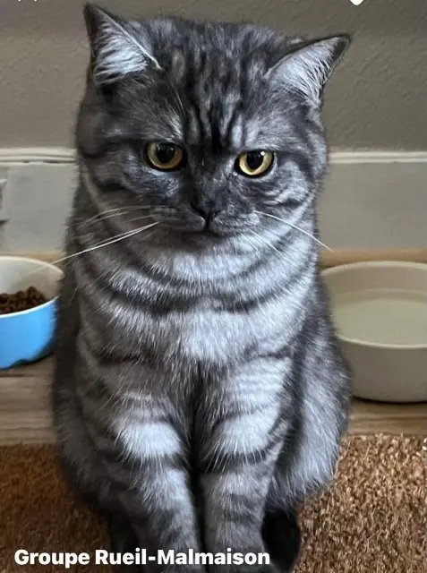 chat reunited   92500 Rueil-Malmaison Youna