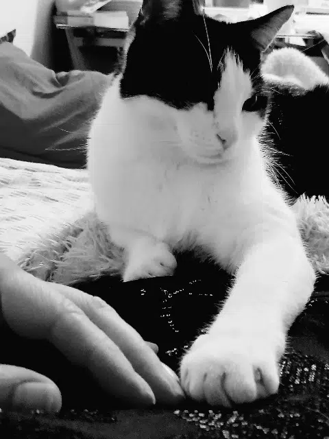 chat reunited   92330 Sceaux Yuyu