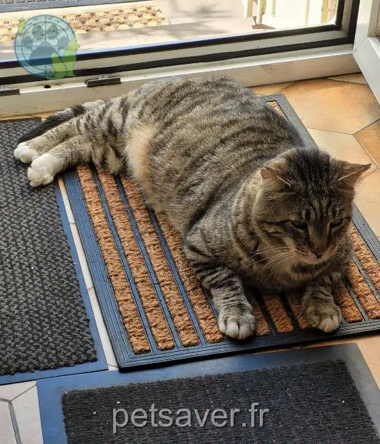 chat reunited 93130 Noisy-le-Sec Arsene