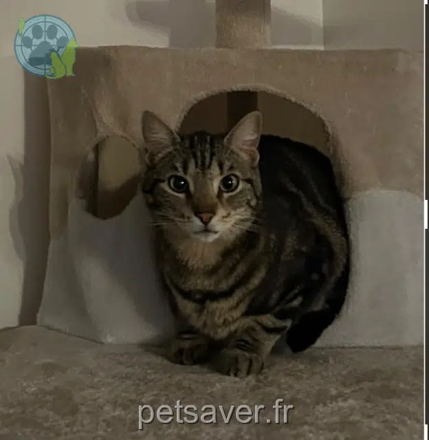 chat reunited   93320 Les Pavillons-sous-Bois Aslan