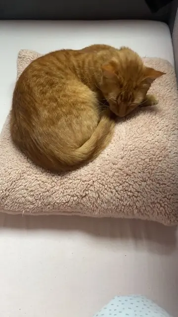 chat reunited   93600 Aulnay-sous-Bois Bebe chat