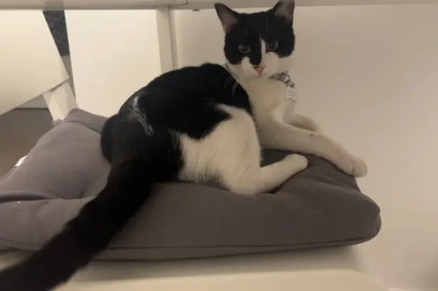 chat reunited   93600 Aulnay-sous-Bois Beendo