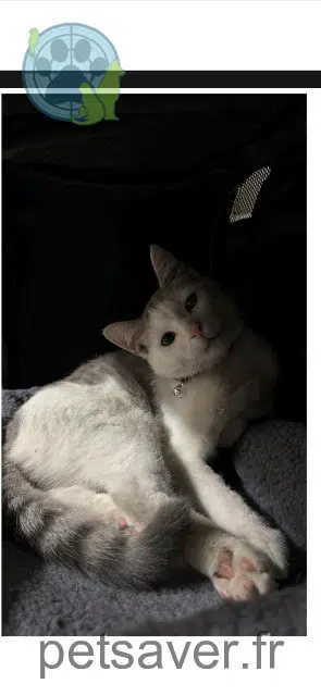 chat reunited 93270 Sevran Bibicha