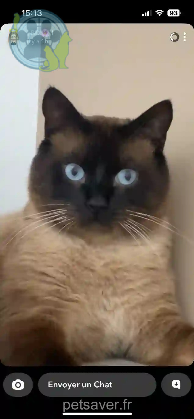 Chat Trouvé 93 Seine-Saint-Denis - Chacha Chat Trouvé 93 Seine-Saint-Denis - Chacha
