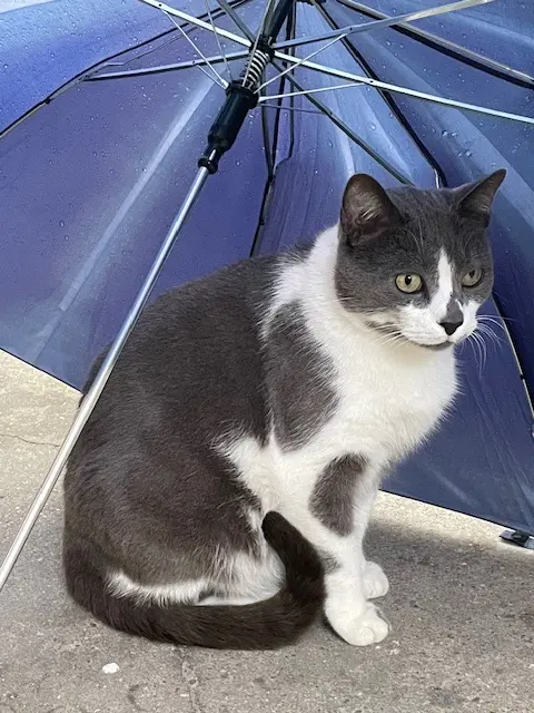 chat reunited   93500 Pantin Christmas