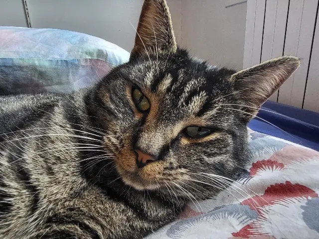 chat reunited   93220 Gagny Clowney