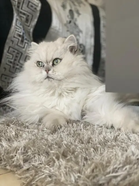 chat reunited   93420 Villepinte Cookie