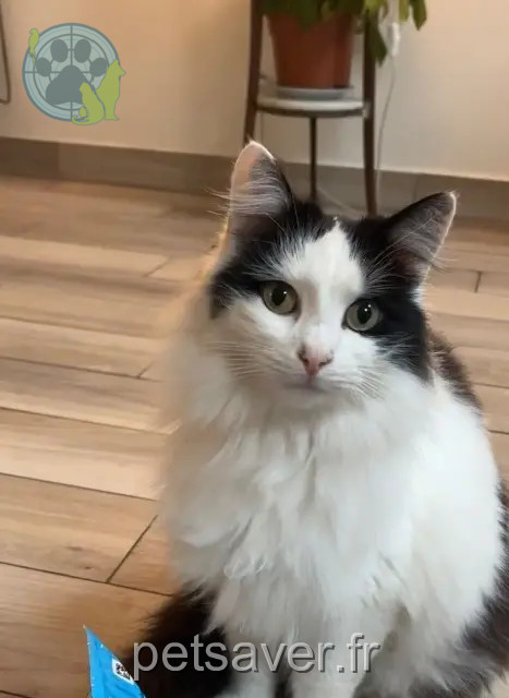 chat reunited   93110 Rosny-sous-Bois Cookie