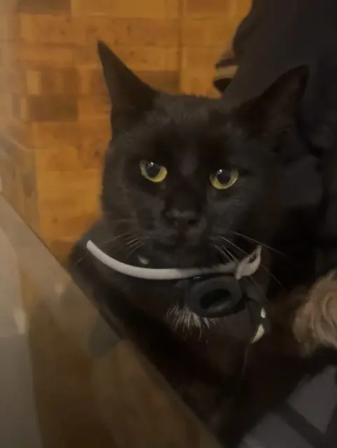 chat reunited   93220 Gagny DADOU