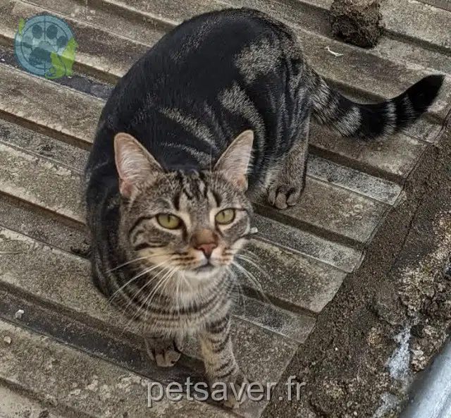 chat reunited   93130 Noisy-le-Sec Donuts