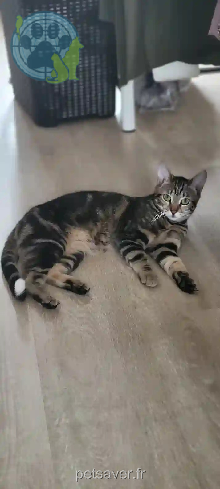 Chat Trouvé 93 Seine-Saint-Denis - Dusty Chat Trouvé 93 Seine-Saint-Denis - Dusty