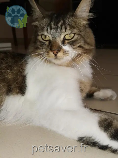 chat reunited 93290 Tremblay-en-France Eddy