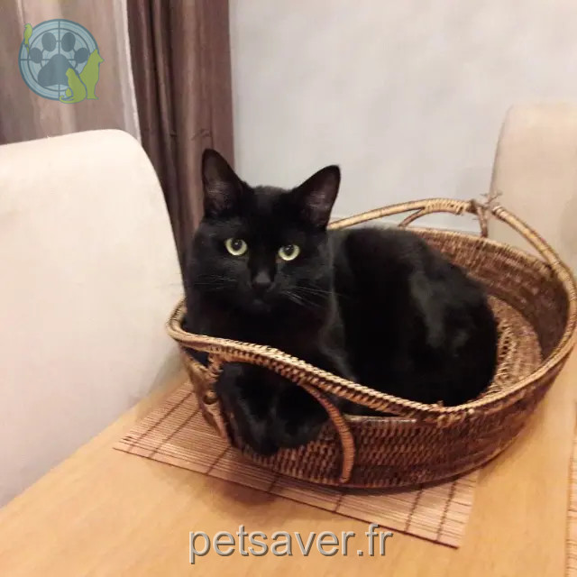 chat reunited   93310 Le Pré-Saint-Gervais Elvis