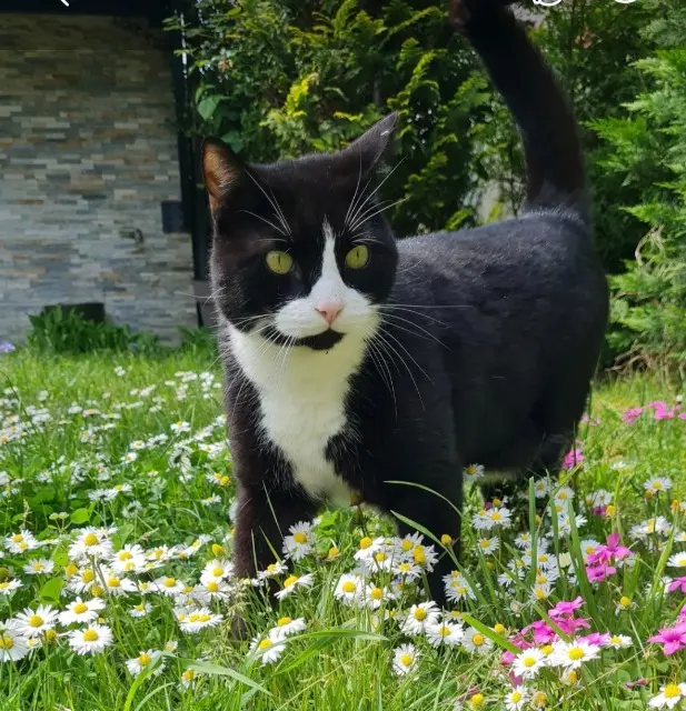 chat reunited   93330 Neuilly-sur-Marne Esay