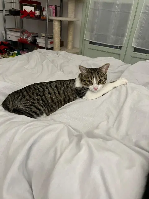 chat reunited   93370 Montfermeil Flash