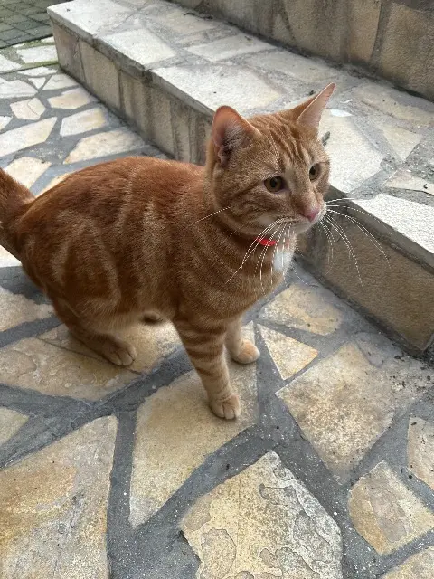 chat reunited   93130 Noisy-le-Sec Freddy