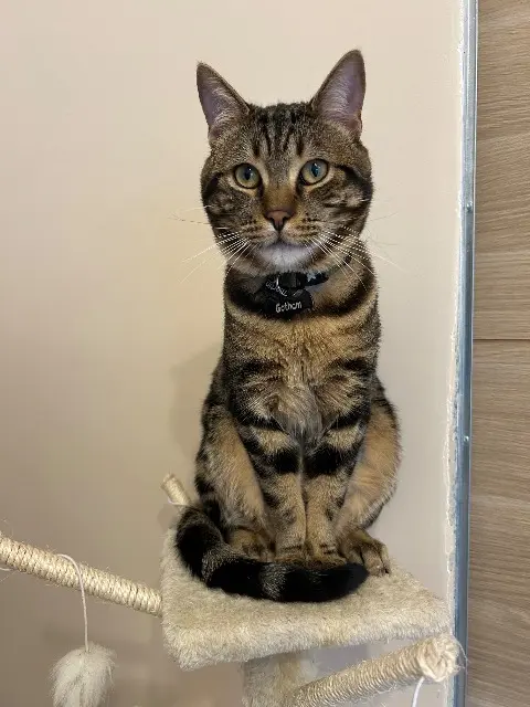 chat reunited   93600 Aulnay-sous-Bois Gotham