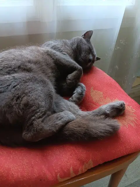 chat reunited   93220 Gagny Grizou