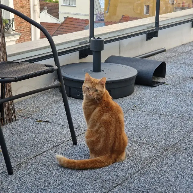 chat reunited   93170 Bagnolet HARU