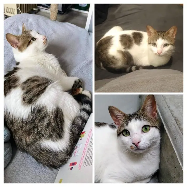 chat reunited   93310 Le Pré-Saint-Gervais Hook