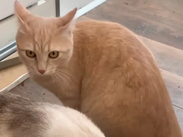 chat reunited   93500 Pantin Icare