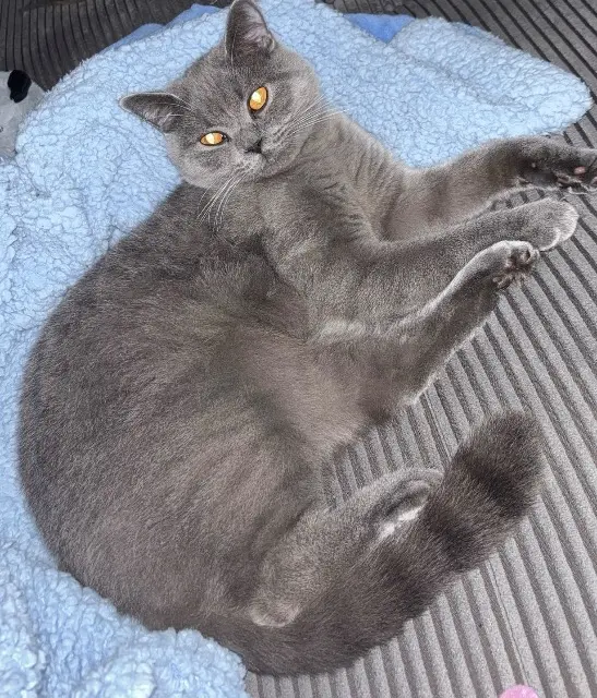 chat reunited   93420 Villepinte Ice