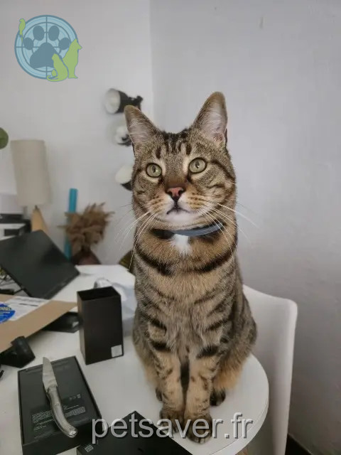 chat reunited 93160 Noisy-le-Grand JAZZ (aussi appelé ZAZOU)