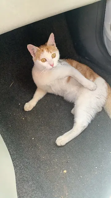 chat reunited   93140 Bondy Kaid