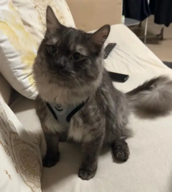 chat reunited   93190 Livry-Gargan Kaido