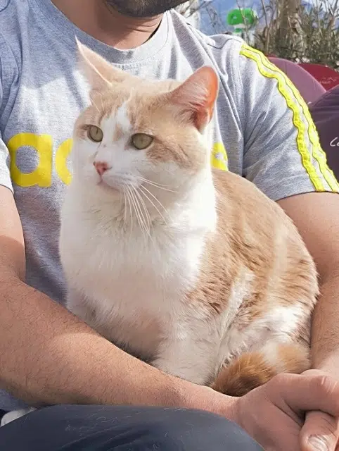 chat reunited   93190 Livry-Gargan Kortijo