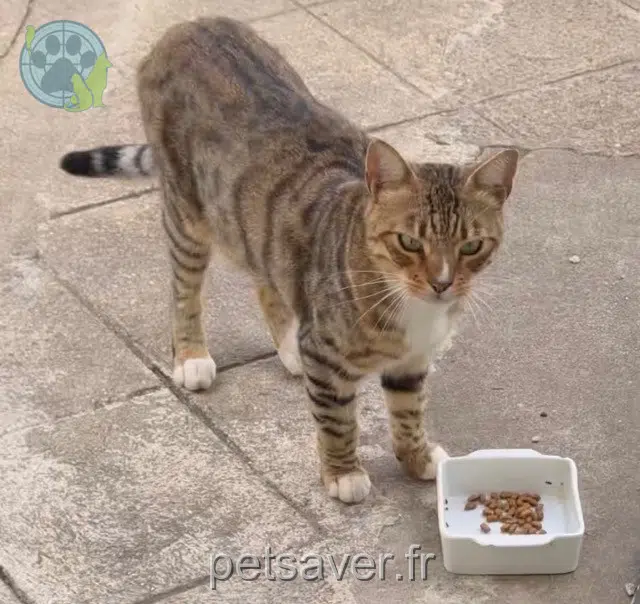 chat reunited 93700 Drancy Kovu