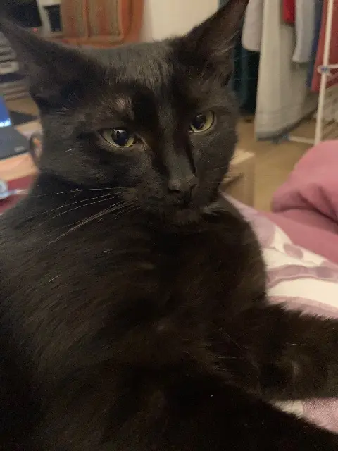 chat reunited   93330 Neuilly-sur-Marne Leo