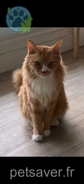 chat reunited   93160 Noisy-le-Grand Lex